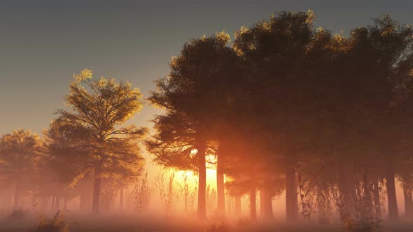 Sun Beams Through Trees 15 alt