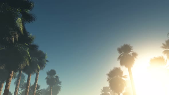 Sun Beams Through Trees 2 alt