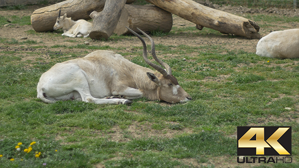 Kob Antelope Laying