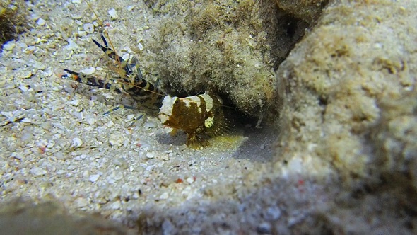 Goby Fish and Shrimp 