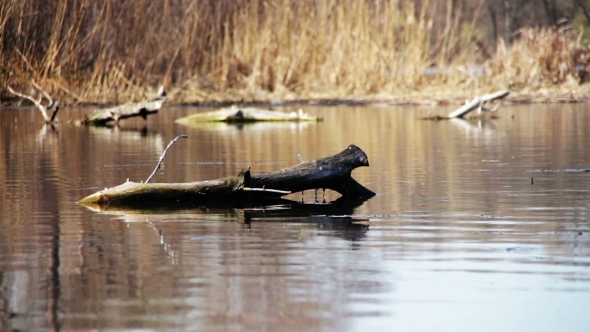 The Log Tree Lying In The River, Lake