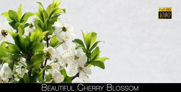 Beautiful Cherry Blossom 18
