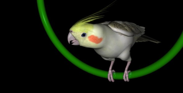 Cockatiel Parrot - Loop