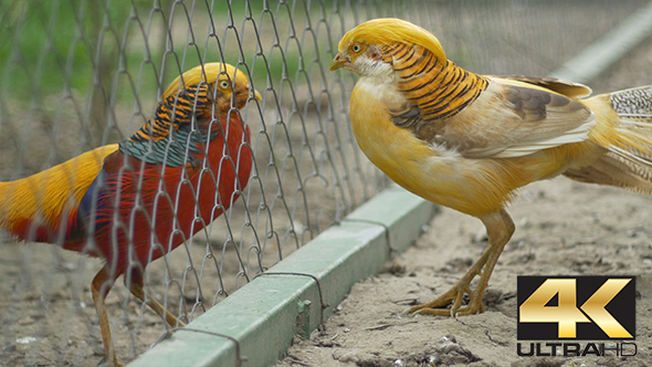 Golden Chinesse Pheasant
