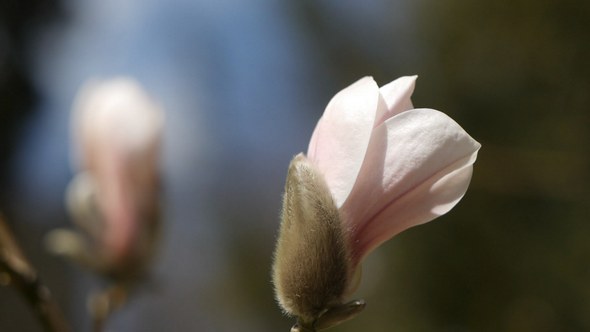 Buds of Blooming Magnolia