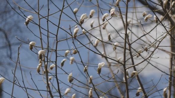 Blooming Magnolia