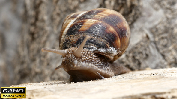 Snail Movement