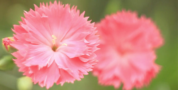 Two Carnations