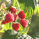 Raspberries - VideoHive Item for Sale