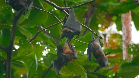 Flying Foxes Hanging on a Tree Branch and Washing Up