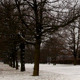 Tree Lane In Winter - VideoHive Item for Sale