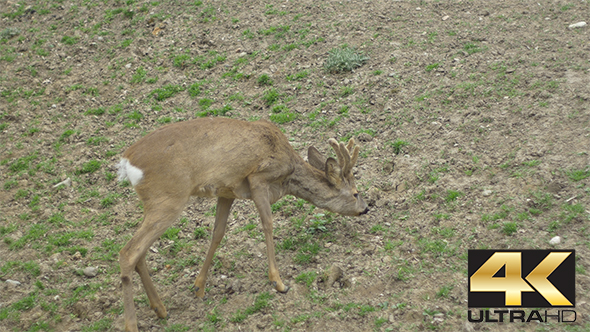 Baby Deer Grazing