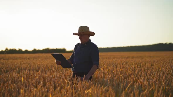 Farmer examines crop on field.