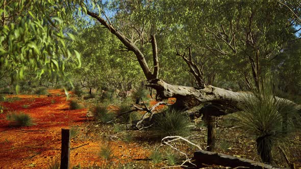 Australian Bush with Trees on Red Sand