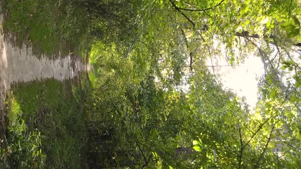 Vertical Video of a Forest Landscape on an Autumn Day in Ukraine