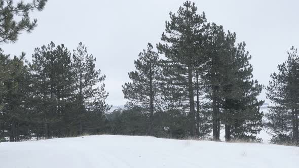 Winter background with coniferous woods and snow  3840X2160 UHD footage - Snowflakes falling over co