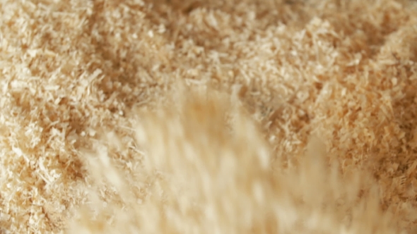 Sawdust In Detail Shot