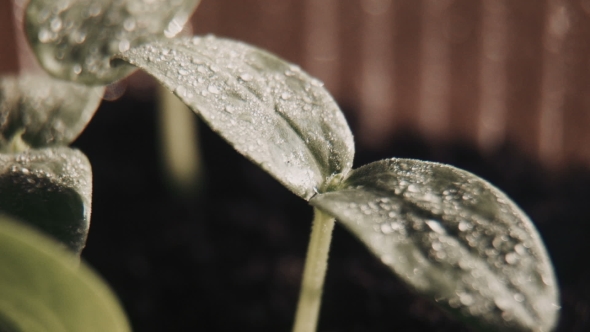 The Cucumber Sprouts