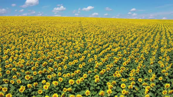 Sunflowers Field to Horizon Blue Sky Sunny Day