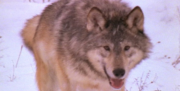 Wolf Close Up Walking in Snow