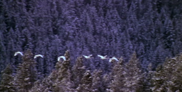 Swans Flying