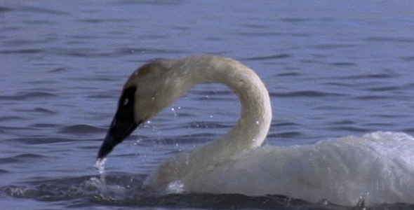 Swans Preening on Water 4