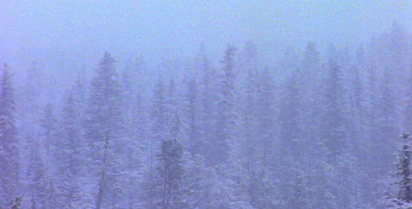 Winter Forest Scenic alt