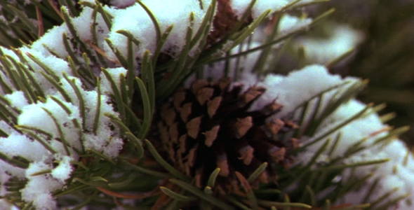 Snow on a Pine Branch 3