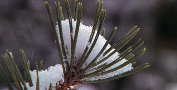Snow on a Pine Branch 4