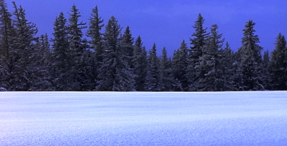 Untouched Snow and Trees