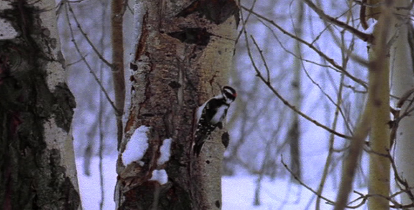 Downy Woodpecker in Tree 2