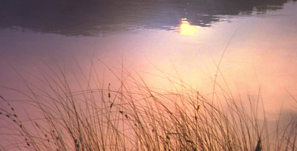 Sunrise Reflected Through Reeds