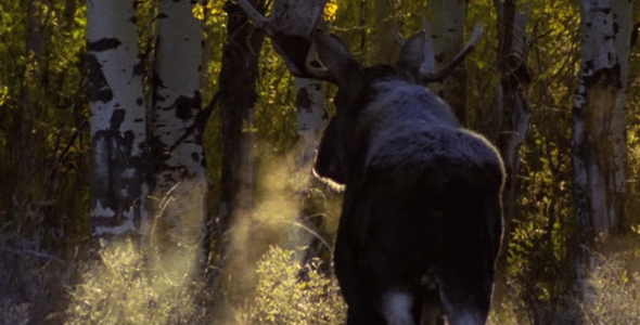Bull Moose Walking Through Forest 2