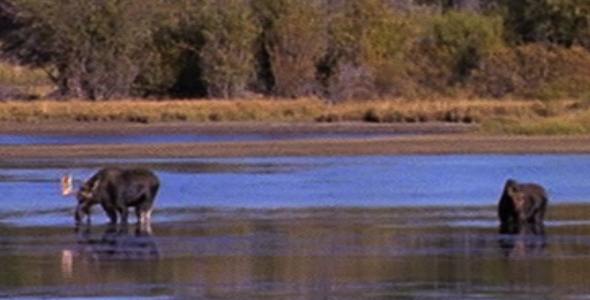 Browsing Moose in Water