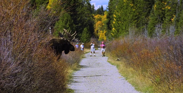 Bull Moose and People