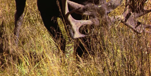 Bull Moose Pawing Ground
