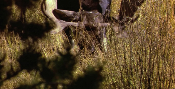 Bull Moose Lying Down