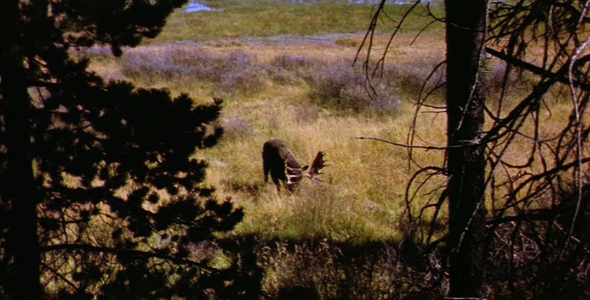 Bull Moose Pawing at Ground 3