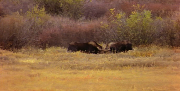 Two Bull Moose Fighting