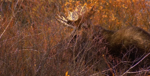 Bull Moose Standing in Bushes