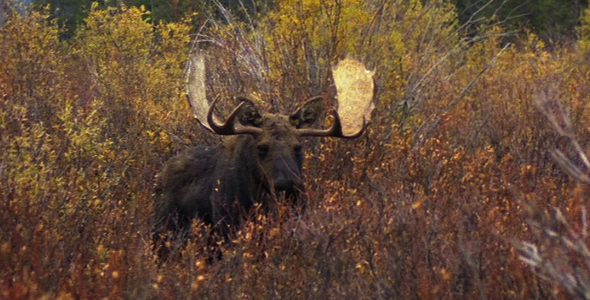 Bull Moose Appears Out of Bushes