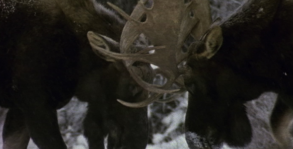 Two Bull Moose Fighting 2