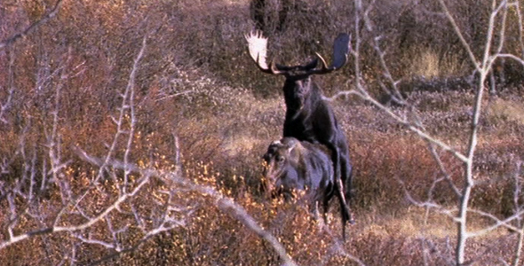 Moose Mating 3