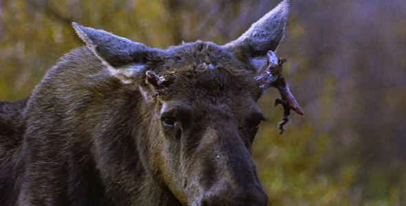 Bull Moose with Broken Antlers