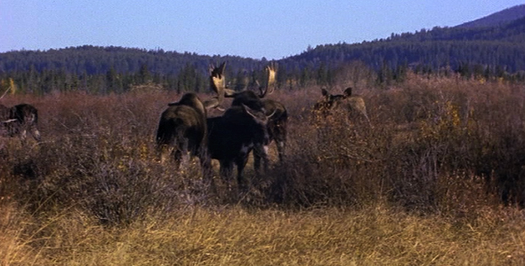 Herd of Moose
