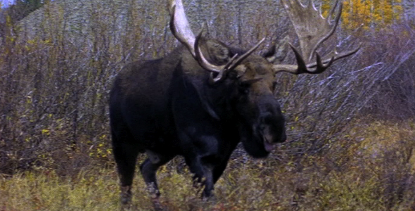 Bull Moose Rut Behavior 2