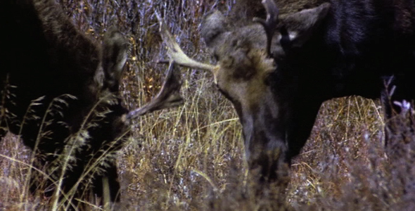 Young Bull Moose Fight