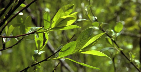 Close up of Willow Leaves