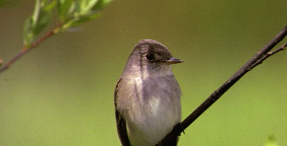 Female Ruby Crowned Kinglet