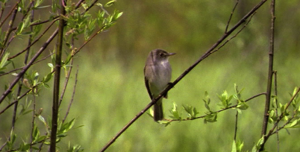 Female Ruby Crowned Kinglet 2